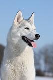SIBERIAN HUSKY 409